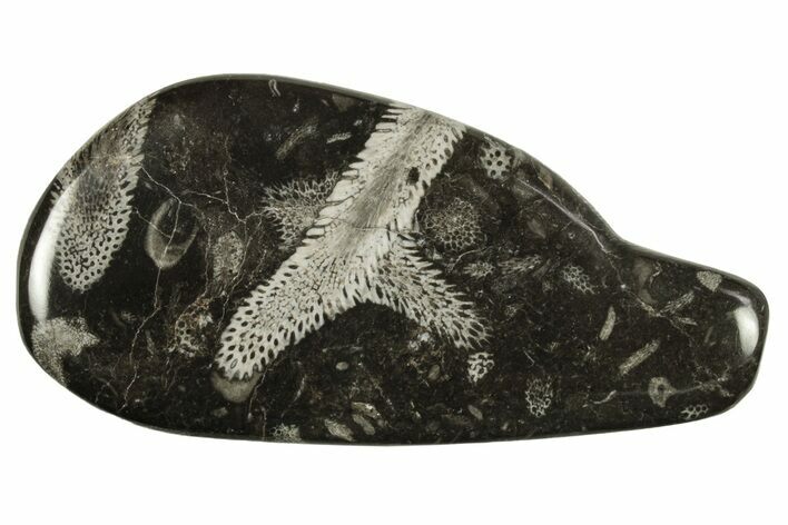 Polished Devonian Fossil Coral and Bryozoan Plate - Morocco #290342